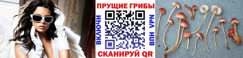 Псилоцибиновые грибы Cubensis  Самара 